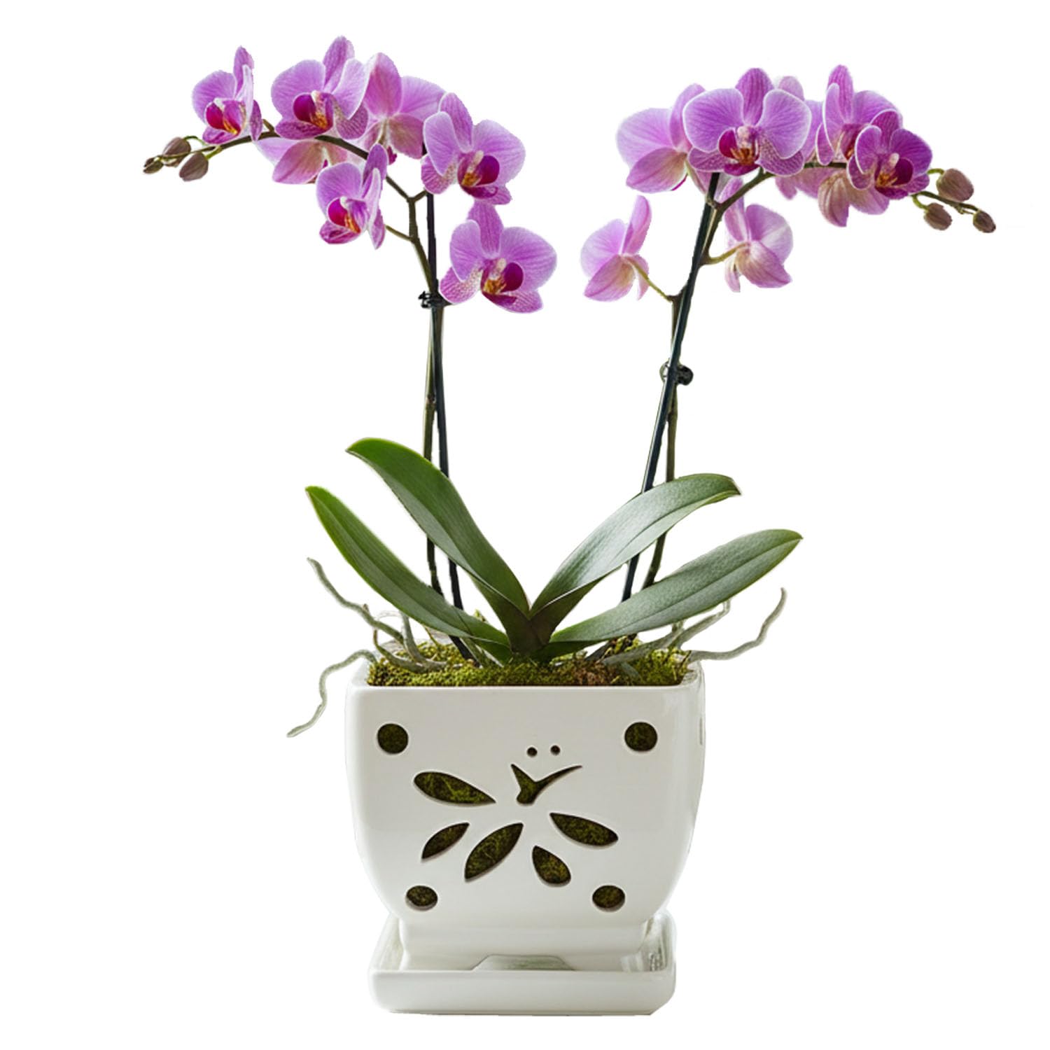 Orchid Pots with Holes Square Ceramic Orchid Planter Pots 5.5 inch